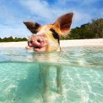 1623693967_15-krasivosti_pro-p-ostrov-svinei-na-bagamakh-zhivotnie-krasiv-21