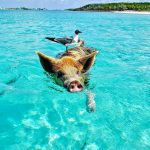 1623693969_12-krasivosti_pro-p-ostrov-svinei-na-bagamakh-zhivotnie-krasiv-15