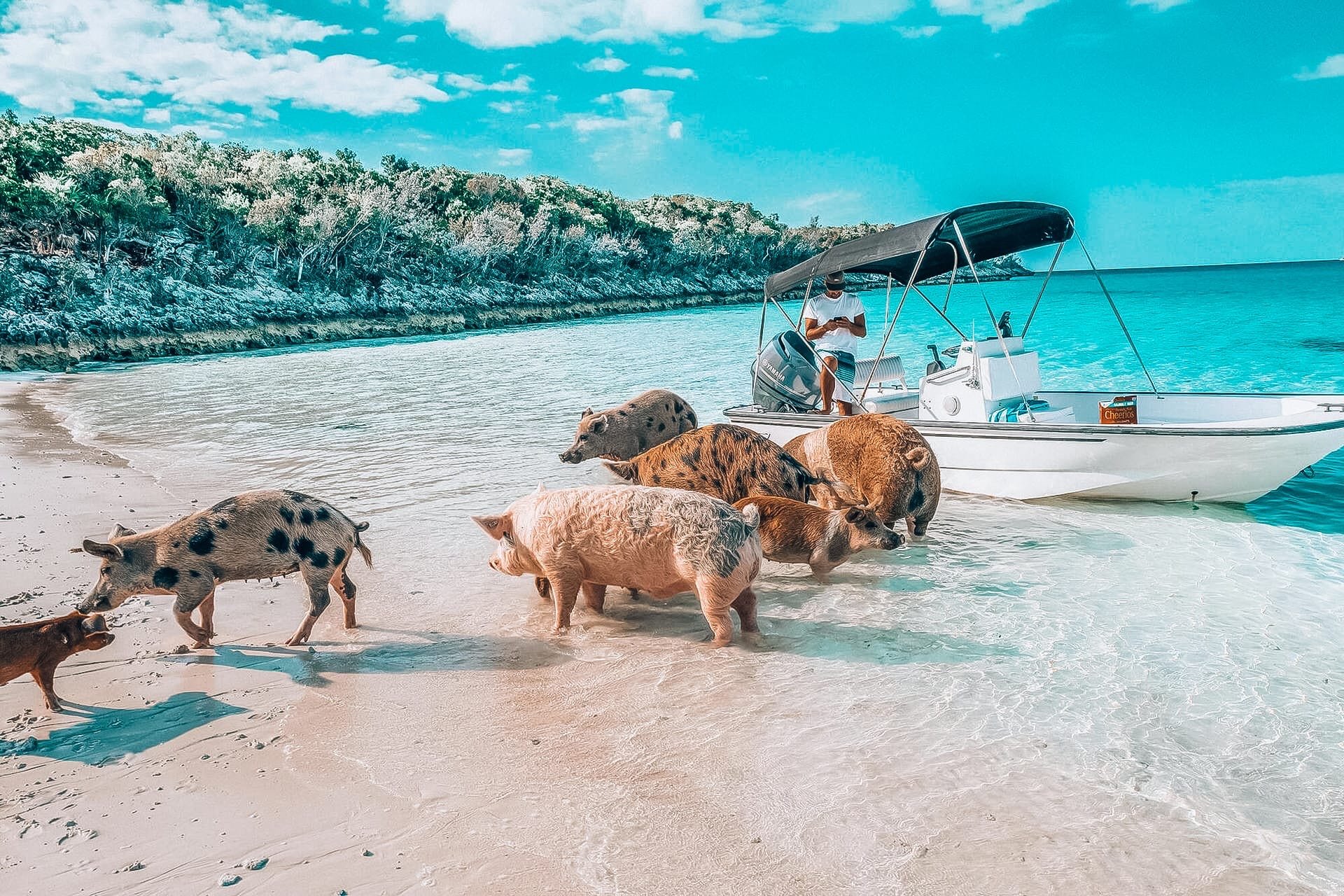 1623694050_49-krasivosti_pro-p-ostrov-svinei-na-bagamakh-zhivotnie-krasiv-61